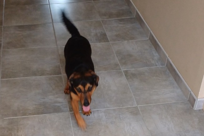 Discovery alert Dog miscegenation  Female Le Fossat France