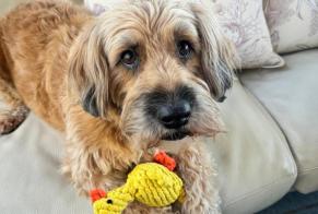 Disappearance alert Dog  Male , 10 years Le Tignet France