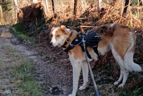 Disappearance alert Dog miscegenation  Male , 3 years Saint-Pierre-la-Bourlhonne France