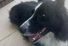 Discovery alert Dog Unknown Fonsorbes France
