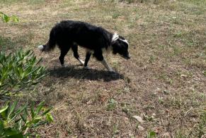 Discovery alert Dog miscegenation  Male Banyuls-dels-Aspres France