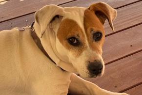 Disappearance alert Dog  Male , 11 years Niort France