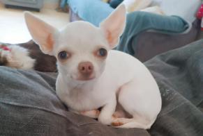 Disappearance alert Dog  Female , 1 years Nesmy France