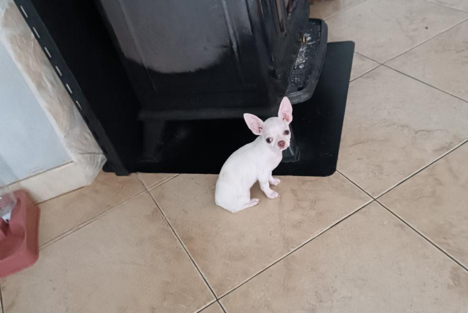 Disappearance alert Dog  Female , 1 years Nesmy France