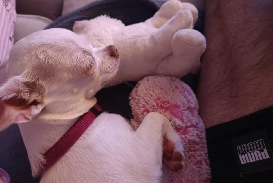 Disappearance alert Dog  Female , 1 years Nesmy France