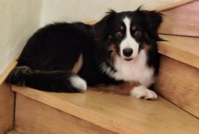 Disappearance alert Dog  Male , 1 years Chanteloup-en-Brie France