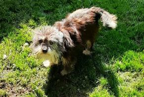 Disappearance alert Dog miscegenation  Female , 6 years Massy France