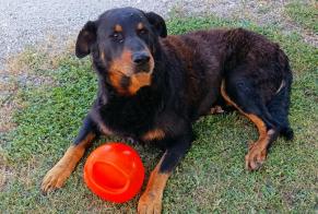 Disappearance alert Dog  Male , 13 years Saint-Laurent-d'Arce France
