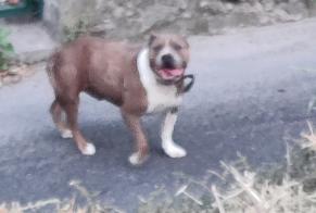 Discovery alert Dog Male Marseille France