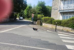Discovery alert Dog  Unknown Saint-Cast-le-Guildo France