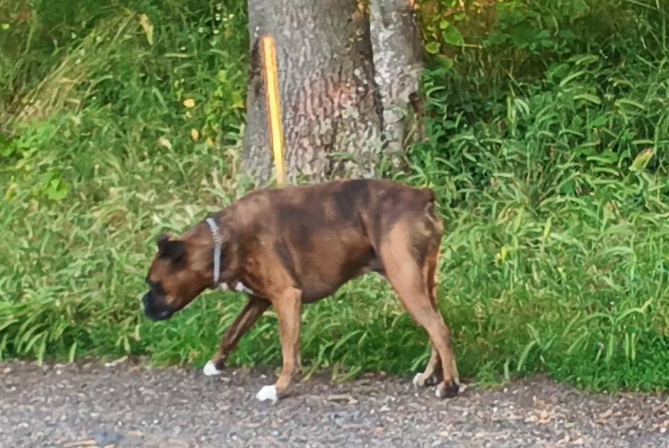 Discovery alert Dog Unknown Ceyrat France