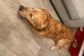 Discovery alert Dog  Unknown La Rue-Saint-Pierre France
