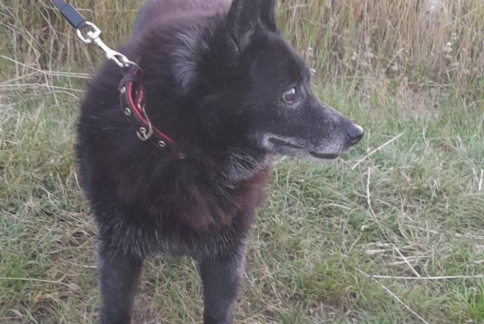 Discovery alert Dog miscegenation  Female Maclas France