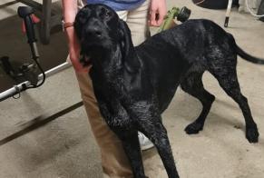 Discovery alert Dog Male Bû France