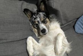 Disappearance alert Dog miscegenation  Male , 2 years Vaulx-en-Velin France