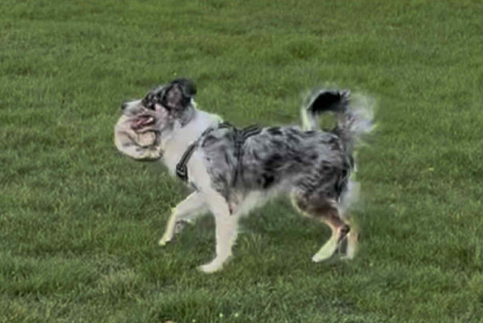 Disappearance alert Dog miscegenation  Male , 2 years Vaulx-en-Velin France