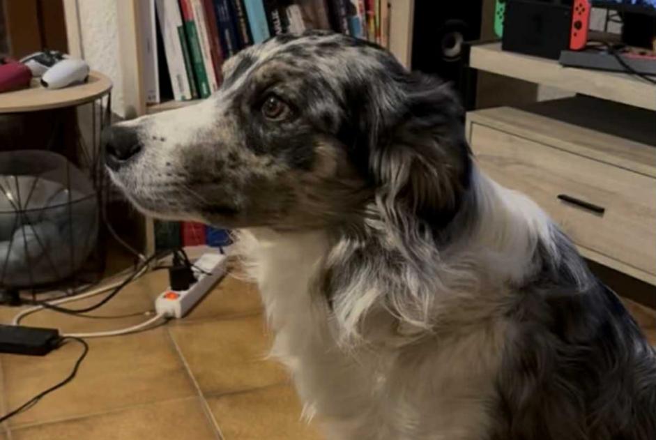 Disappearance alert Dog miscegenation  Male , 2 years Vaulx-en-Velin France