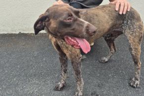 Discovery alert Dog  Male Châteauroux France