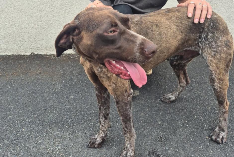 Discovery alert Dog  Male Châteauroux France
