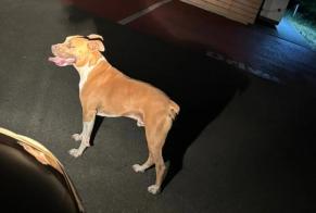 Discovery alert Dog Male Macau France