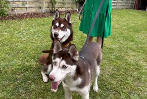 Discovery alert Dog  Unknown Villeneuve-d'Ascq France