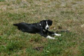 Alerta de Desaparición Perro cruce  Hembra , 11 años Thiviers Francia