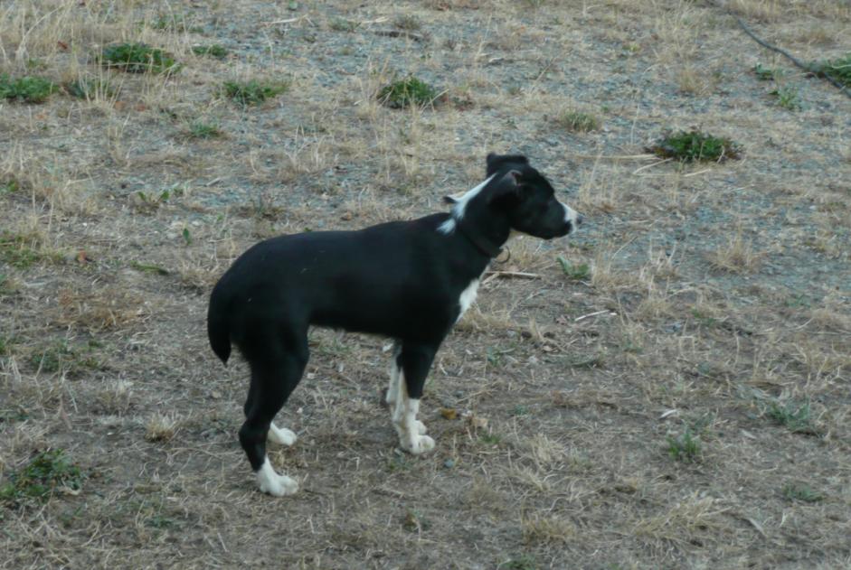 Alerta de Desaparición Perro cruce  Hembra , 11 años Thiviers Francia