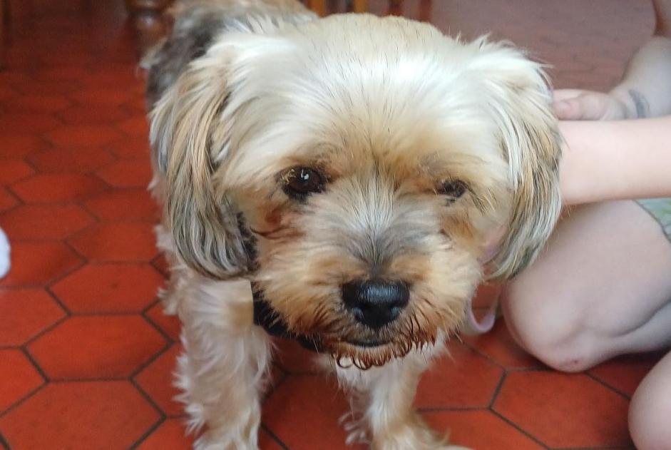 Alerta de Hallazgo Perro  Macho Cholet Francia
