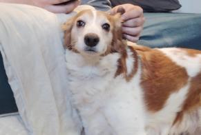 Alerta de Hallazgo Perro Macho Cousances-les-Forges Francia