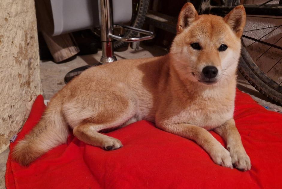 Alerta de Hallazgo Perro Desconocido Lussant Francia