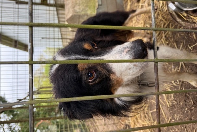 Alerta de Hallazgo Perro  Macho Sougères-en-Puisaye Francia
