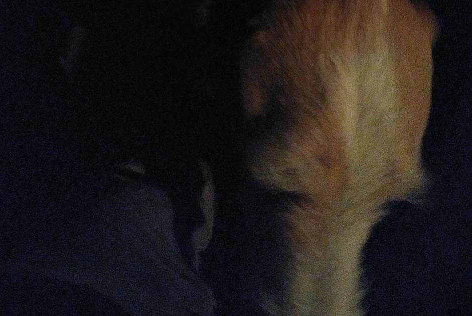 Alerta de Hallazgo Perro Desconocido , 6 años Busserolles Francia