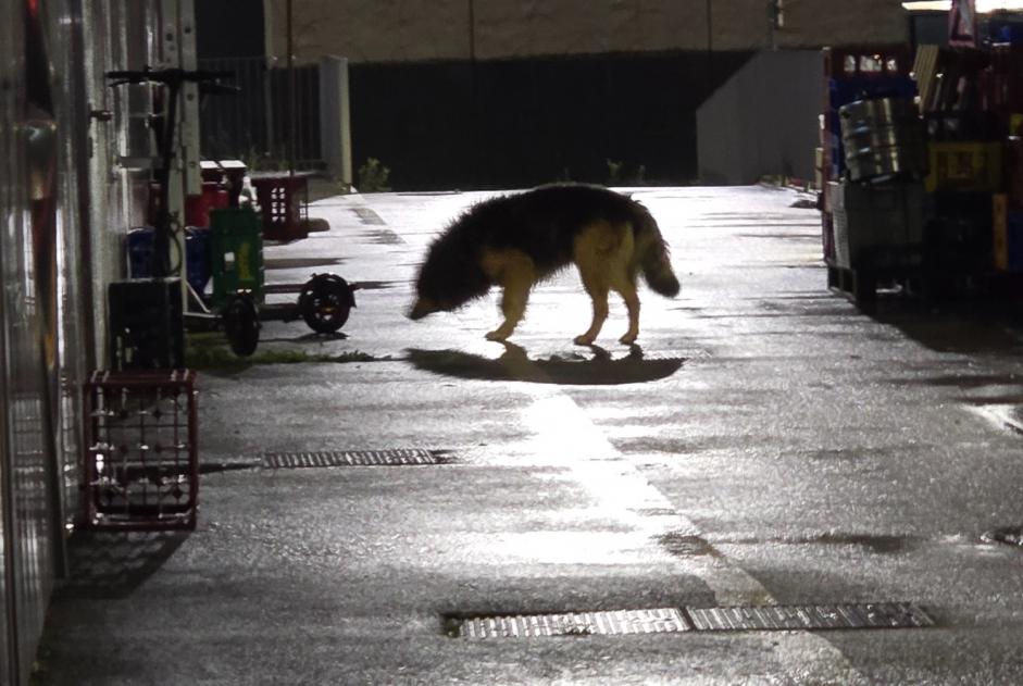 Alerta de Hallazgo Perro cruce  Desconocido Archamps Francia