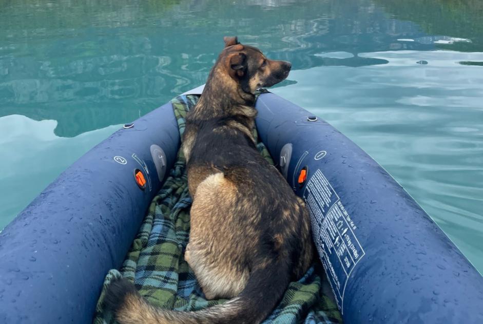 Alerta de Desaparición Perro cruce  Macho , 10 años Verson Francia