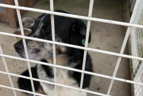 Alerta de Hallazgo Perro Macho Connerré Francia
