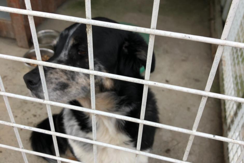 Alerta de Hallazgo Perro Macho Connerré Francia