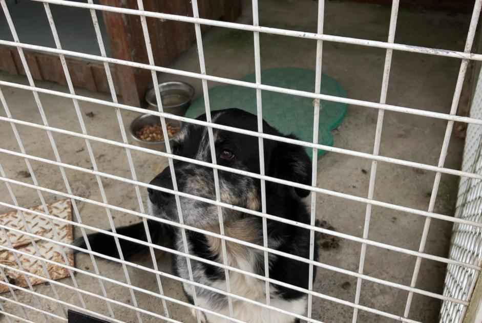 Alerta de Hallazgo Perro Macho Connerré Francia