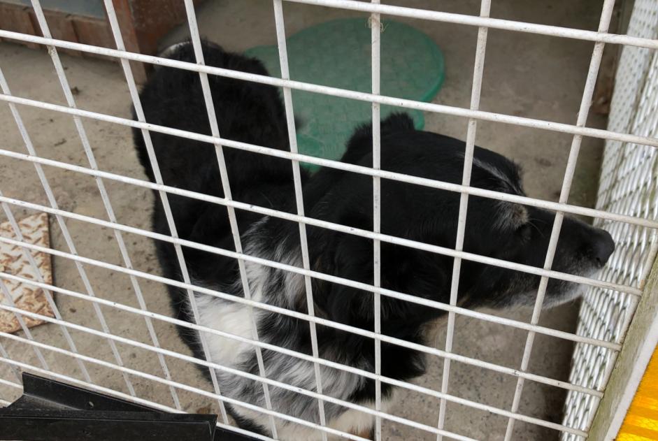 Alerta de Hallazgo Perro Macho Connerré Francia