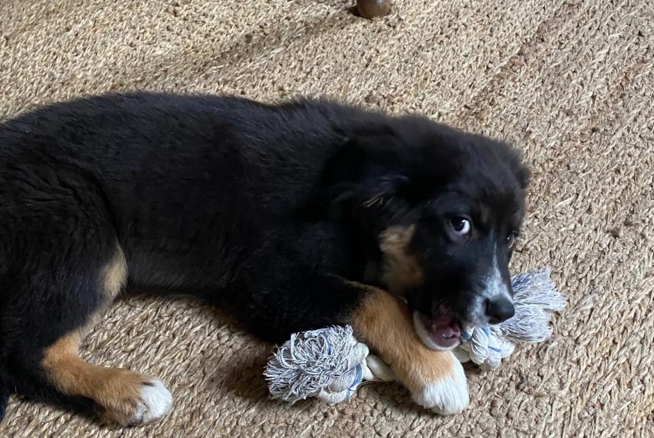 Alerta de Hallazgo Perro  Hembra Vendes Francia