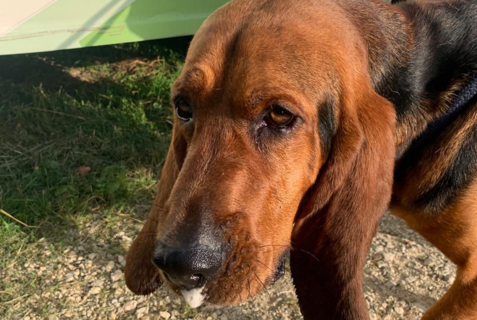 Alerta de Hallazgo Perro Macho Pupillin Francia