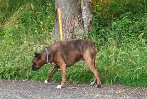 Alerta de Hallazgo Perro Desconocido Ceyrat Francia