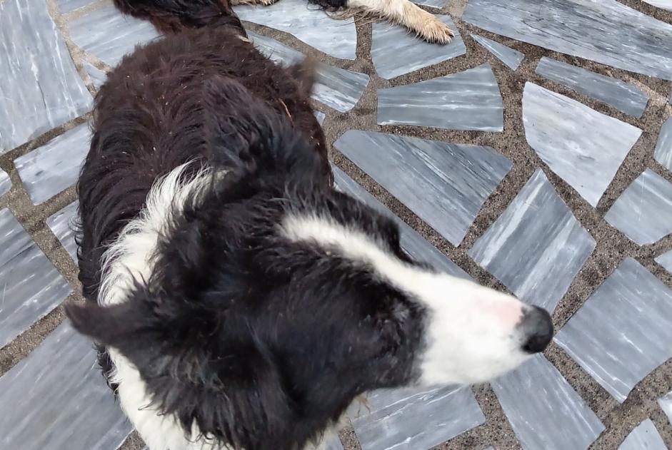 Alerta de Hallazgo Perro Desconocido Dournazac Francia