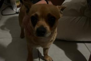 Alerta de Hallazgo Perro Macho Pont-Sainte-Maxence Francia
