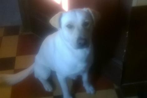 Alerte Disparition Chien croisement  Mâle , 11 ans Sommery France