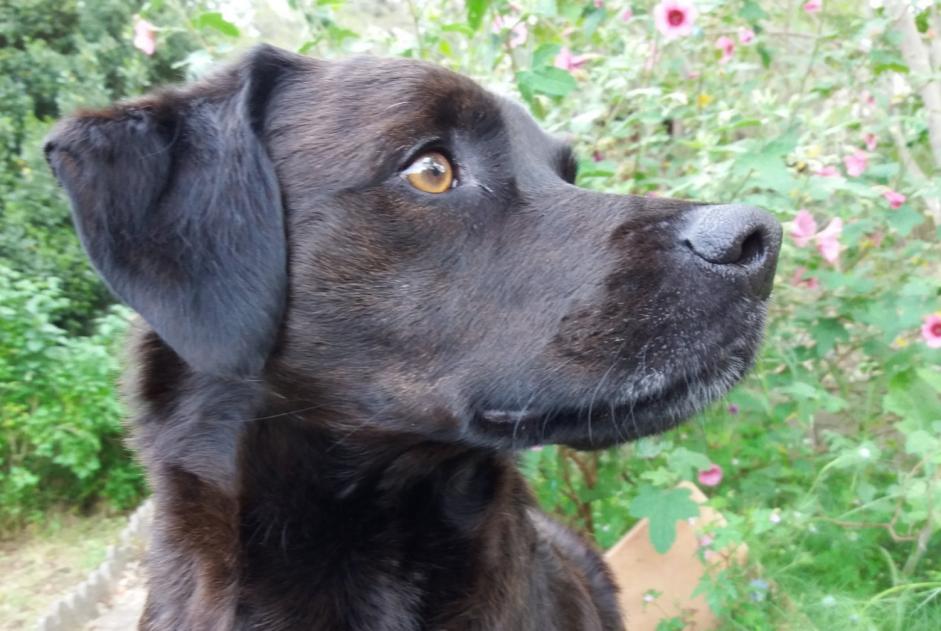 Alerte Disparition Chien croisement  Mâle , 13 ans Marignane France