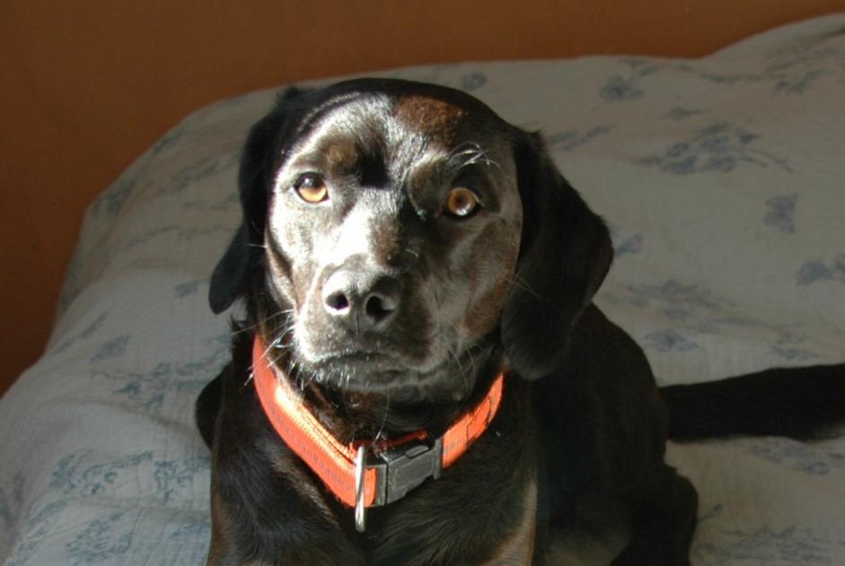Alerte Disparition Chien croisement  Mâle , 13 ans Marignane France