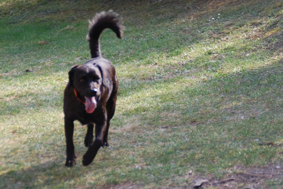 Alerte Disparition Chien croisement  Mâle , 13 ans Marignane France