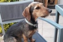 Alerte Disparition Chien croisement  Femelle , 7 ans Stotzheim France