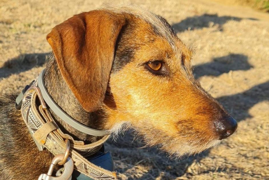 Alerte Disparition Chien croisement  Femelle , 7 ans Stotzheim France