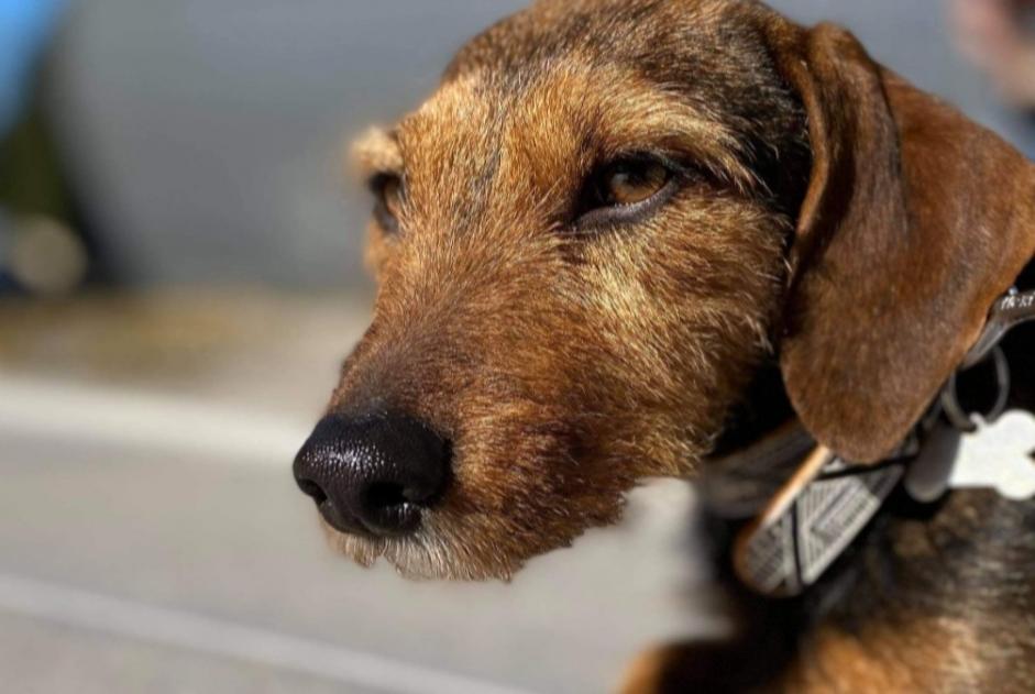Alerte Disparition Chien croisement  Femelle , 7 ans Stotzheim France